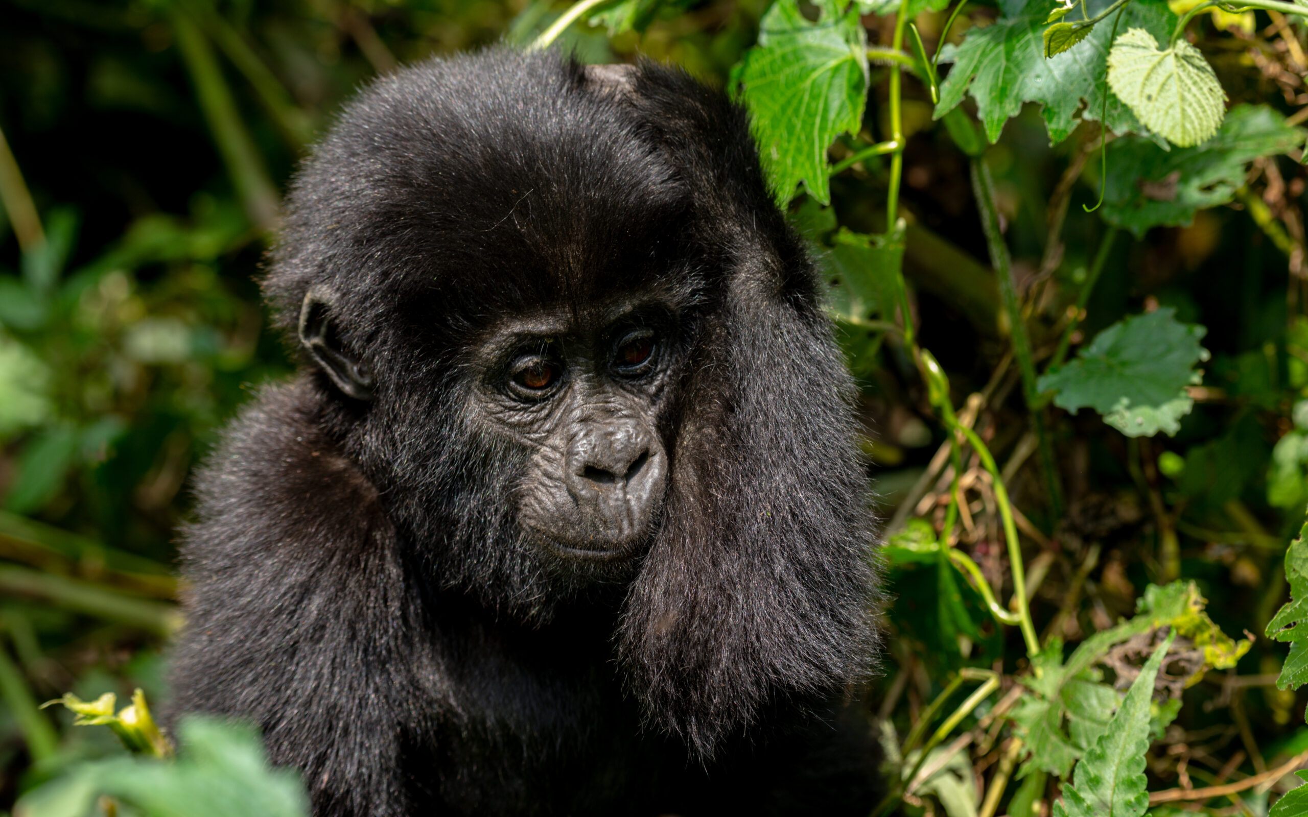 5 Days Mgahinga and Bwindi Gorilla Safari