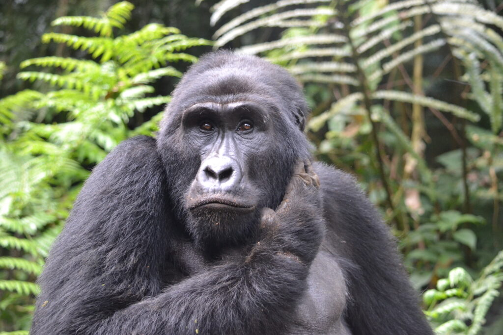 Gorilla trekking in Bwindi Impenetrable National Park