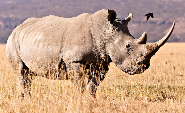 Ziwa Rhino sanctuary