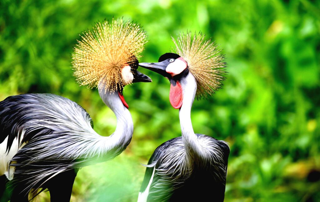 Birding in Uganda