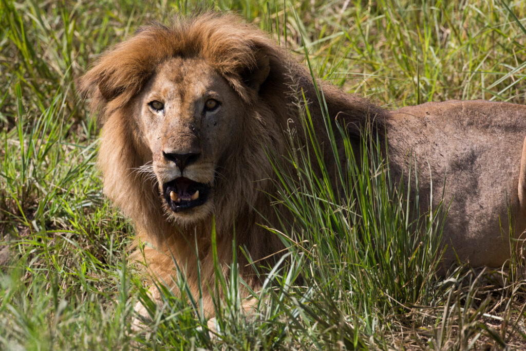 Best places to see the African Big Five in Uganda