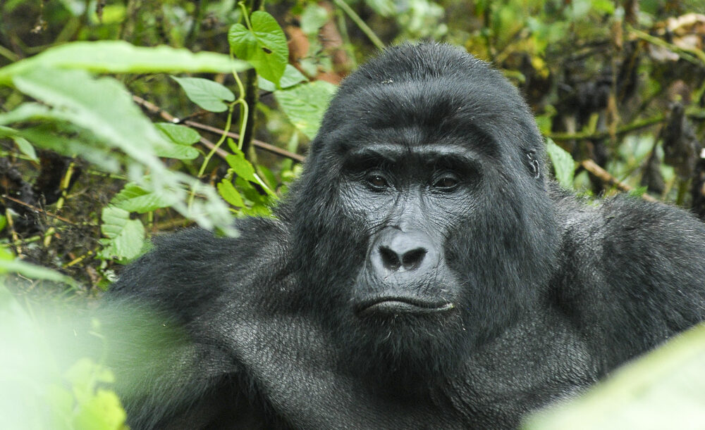 What do mountain gorillas eat?